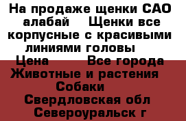 На продаже щенки САО (алабай ). Щенки все корпусные с красивыми линиями головы . › Цена ­ 30 - Все города Животные и растения » Собаки   . Свердловская обл.,Североуральск г.